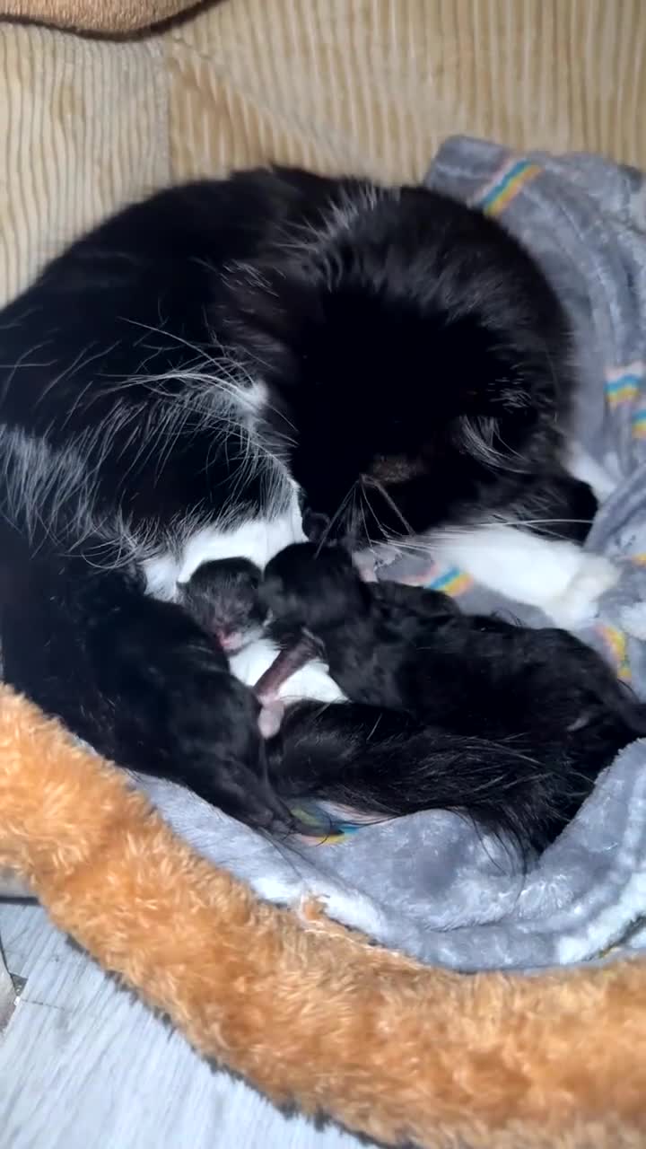 Mixed Breed cats for sale: Beautiful Kittens Looking for Their Forever Homes✨ - Video 3