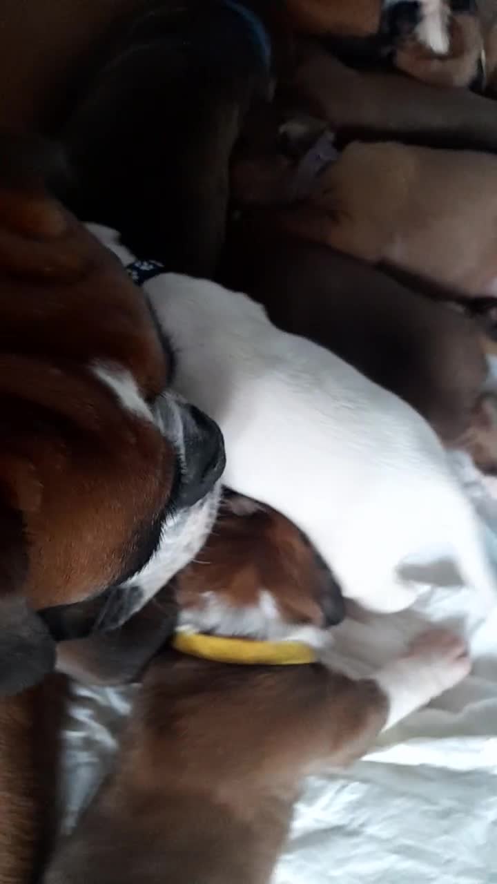 Boxer dogs for sale: Reduced last pup. Stunning Pedigree Boxer  - Video 2