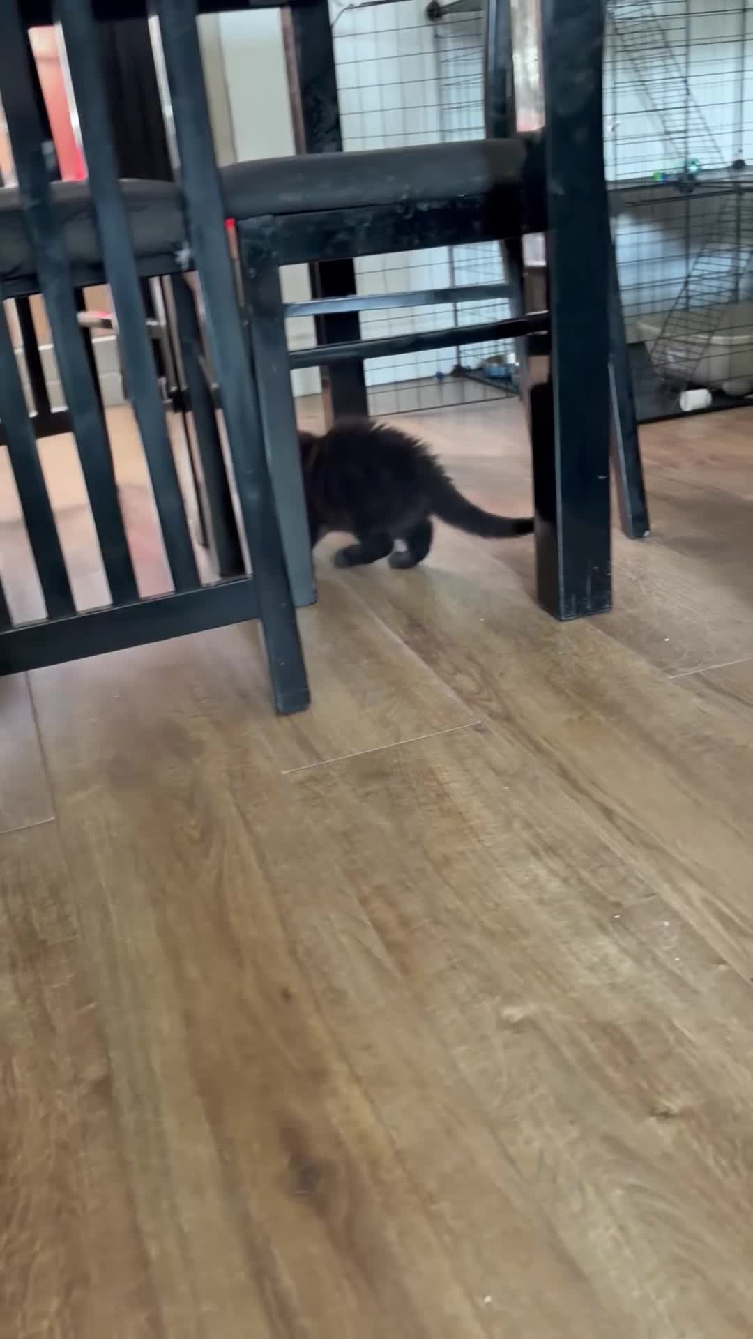 Mixed Breed cats for sale: BSH x Bombay kittens  - Video 2