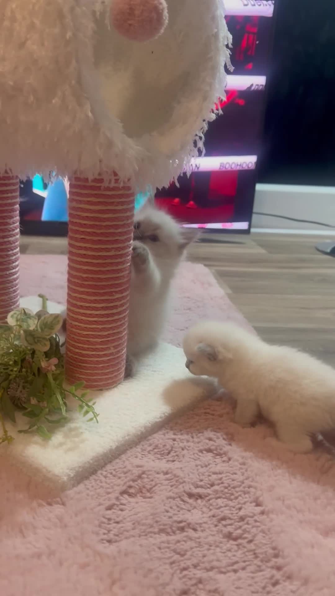 Ragdoll cats for sale: Pawtrait Perfect Ragdoll kittens in Hemel Hempstead - Video 3