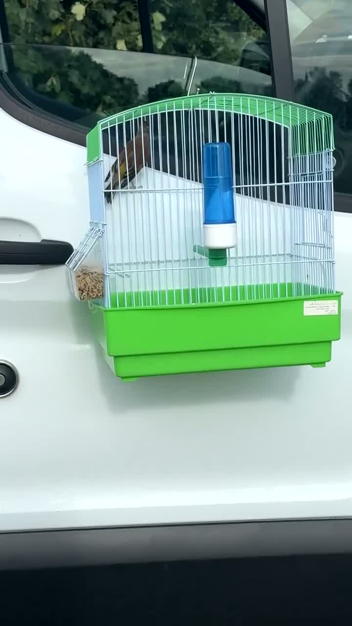 Mixed Breed birds for sale: Tame goldfinch mule  in Leeds - Video 2