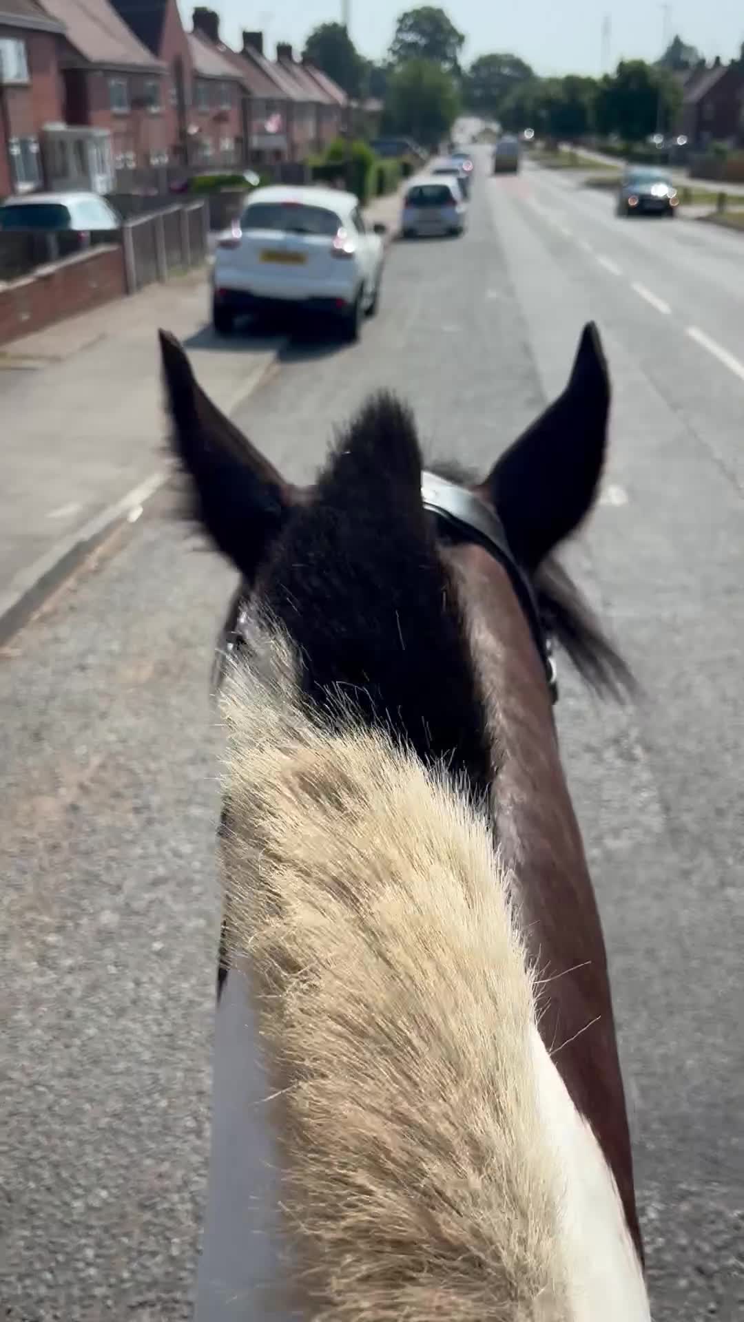 Welsh Section D horses for sale: Registered part bred Welsh D x Cob - Video 3