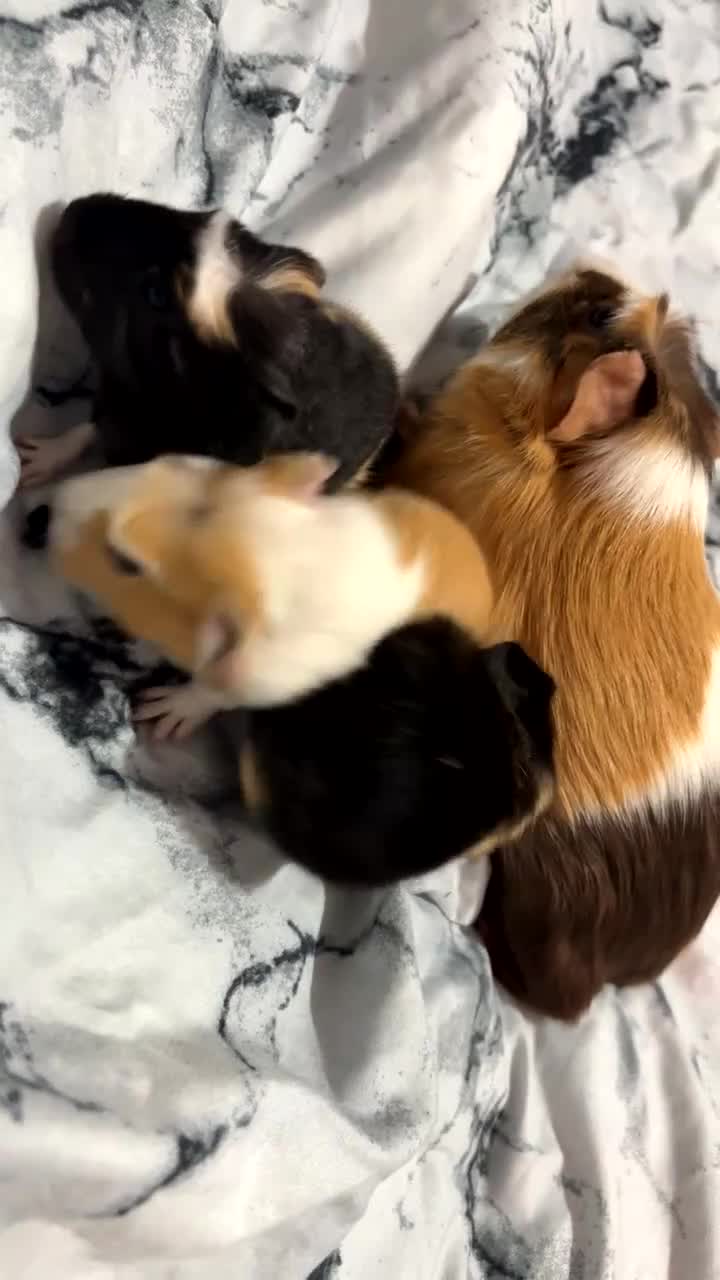 Guinea Pig rodents for sale: 2 crested guinea pigs available 1 male 1 female  - Video 2