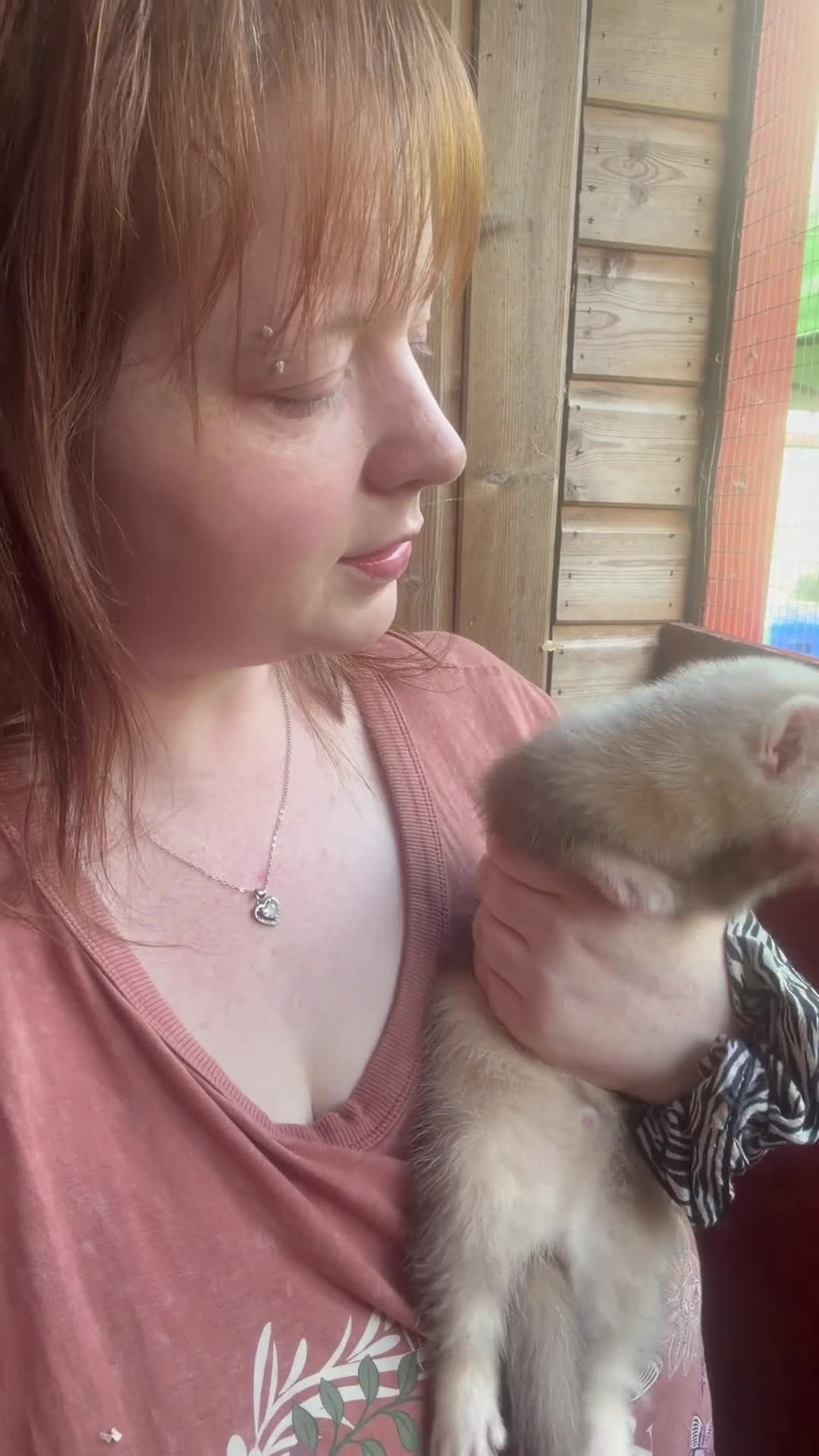Ferret rodents for sale: Part Angora hob ferret new pic and video added - Video 3