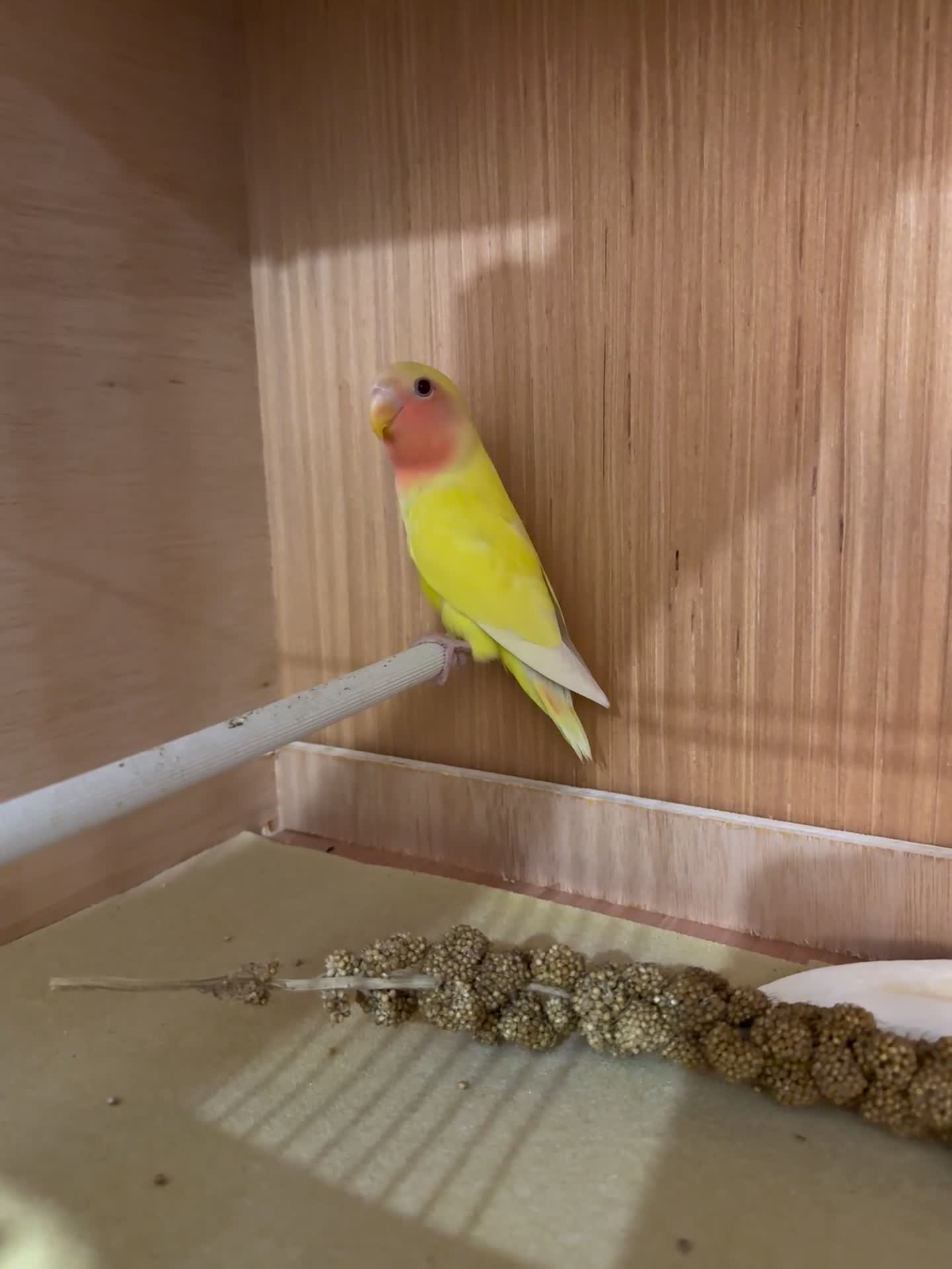 Lovebirds birds for sale: Young love bird - Video 1