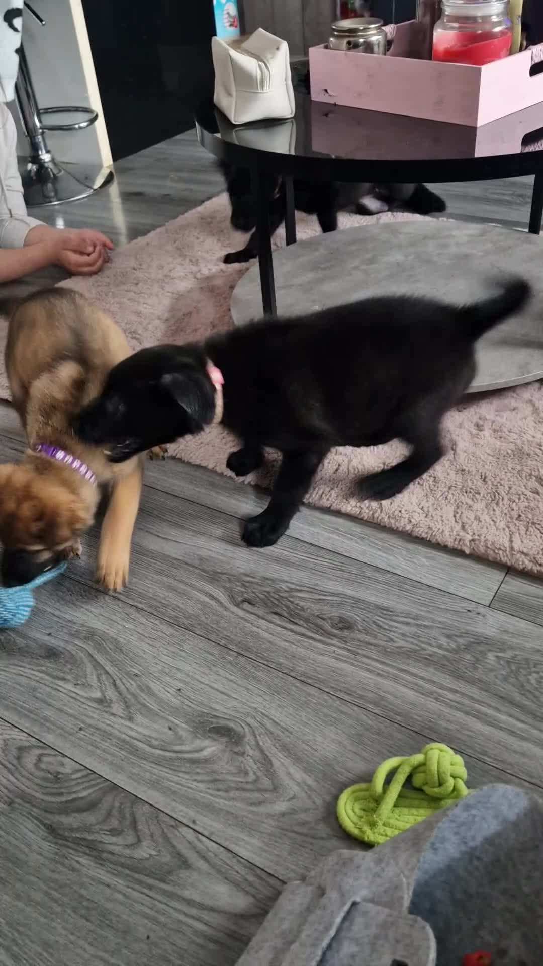 German Shepherd dogs for sale: READY NOW 🐶 GERMAN SHEPHERD PUPPIES  - Video 1