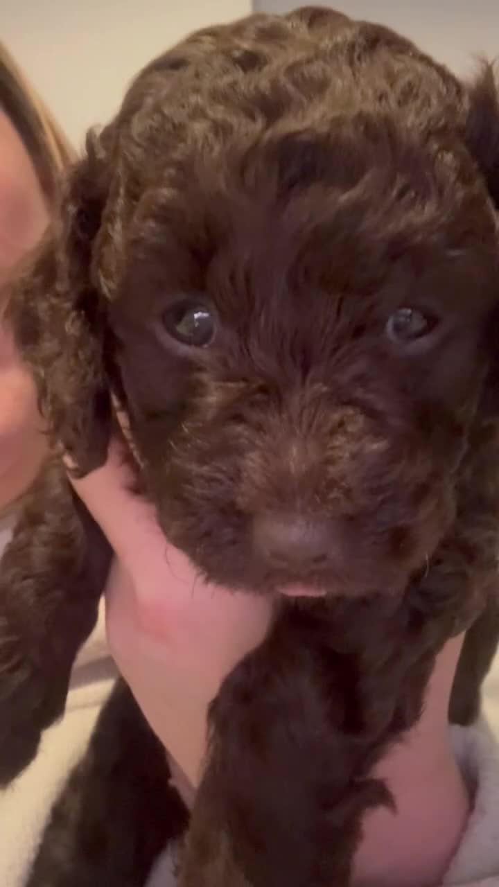 Mixed Breed dogs for sale: Poochon x Doxiepoo - Video 2