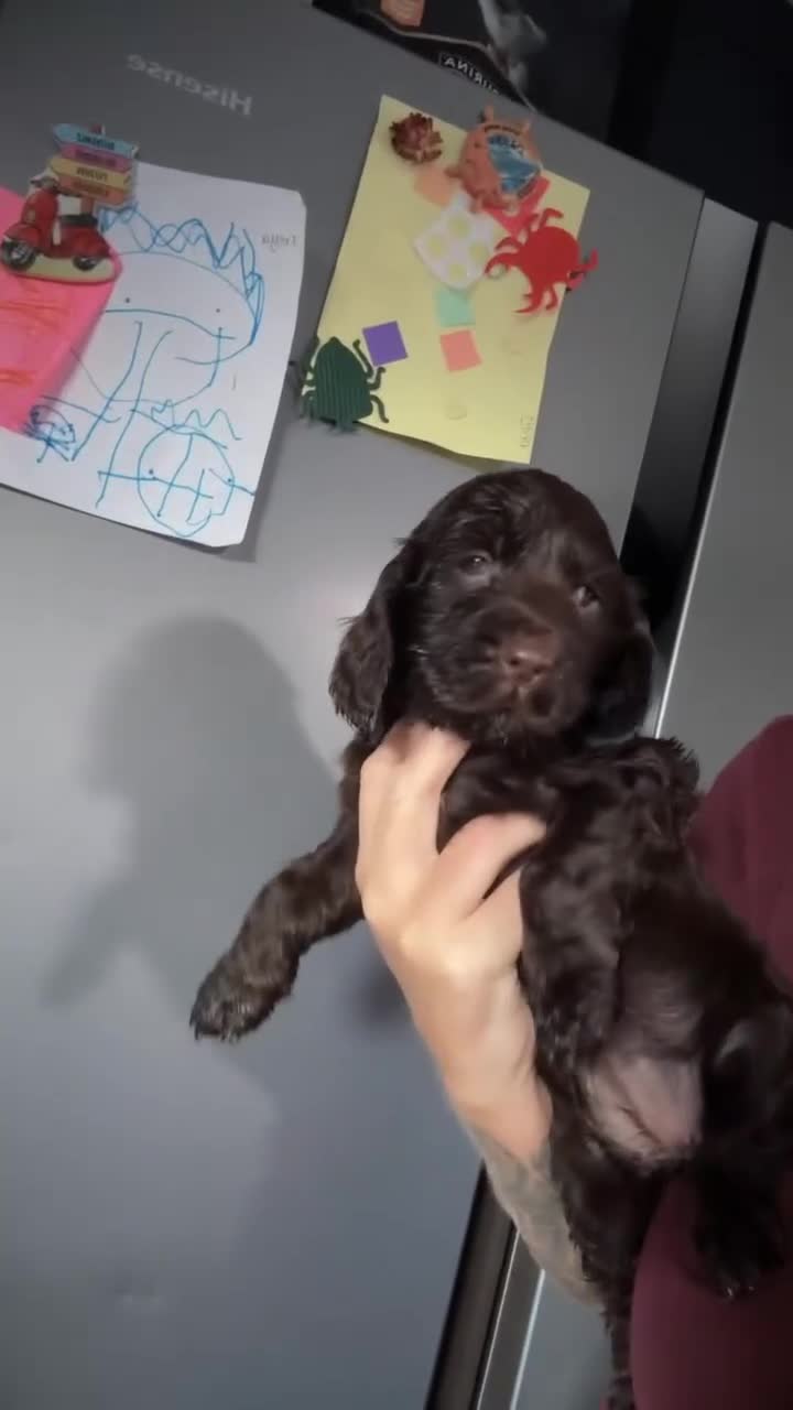 Cocker Spaniel dogs for sale: Show type cocker spaniel  - Video 3