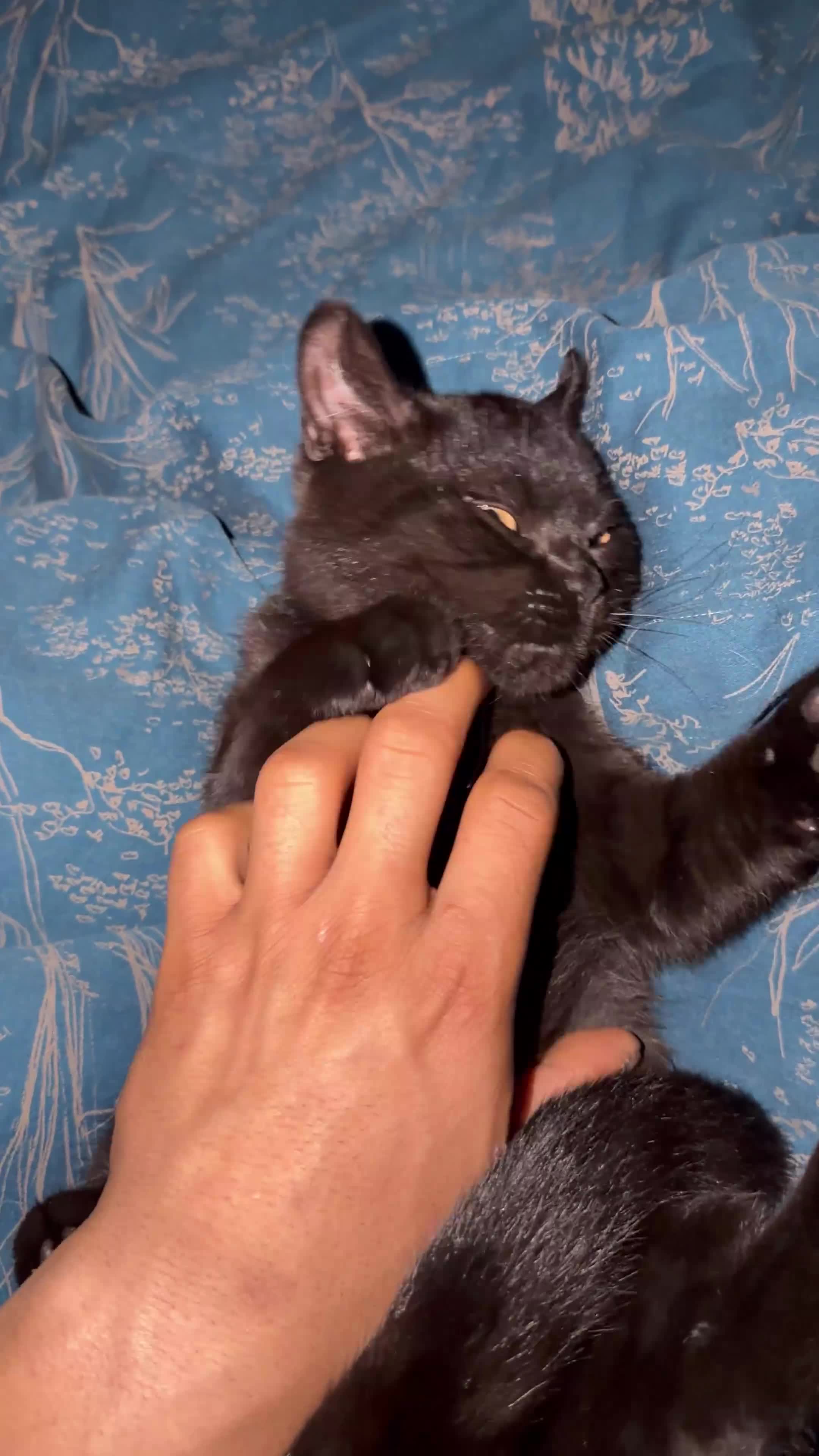 British Shorthair cats for sale: 2 confident vocal playful boys left one very big  - Video 1