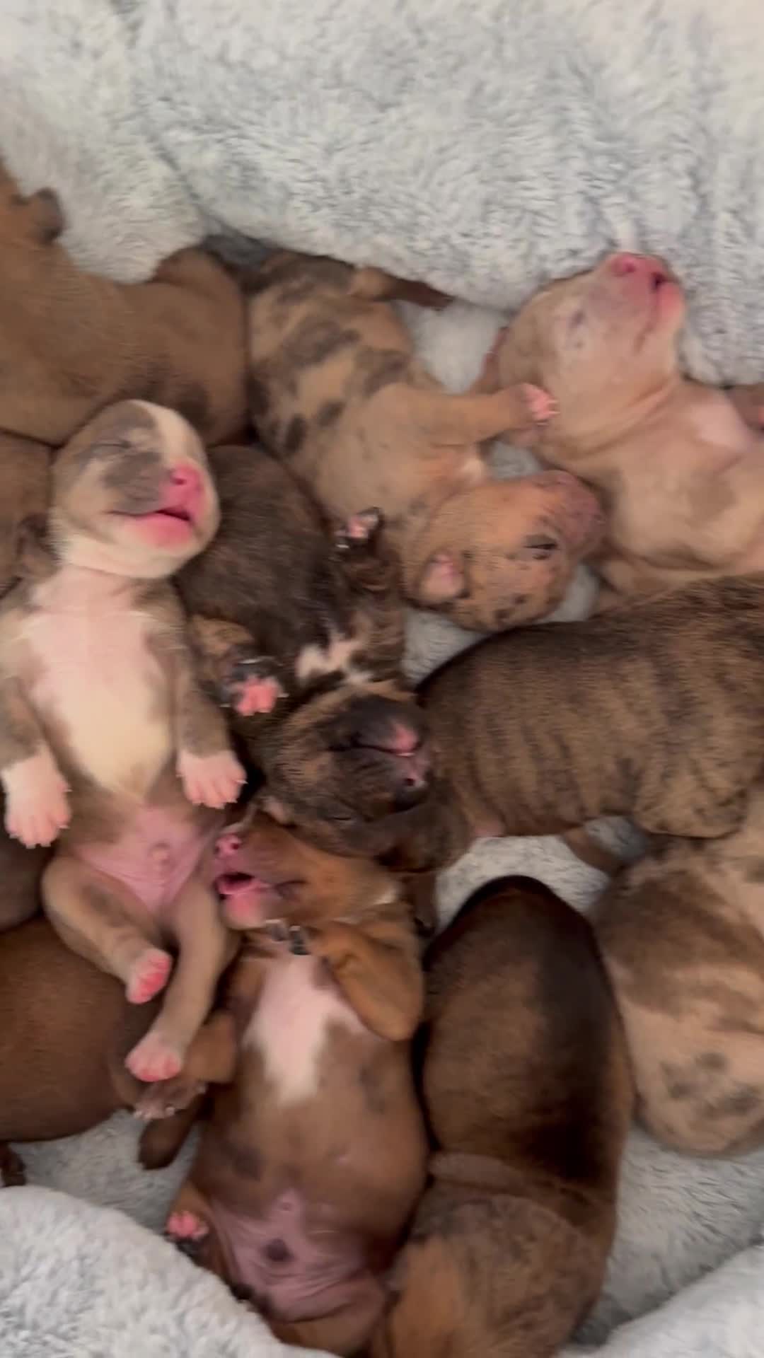 Mixed Breed dogs for sale: Mastibull puppies for sale  - Video 1