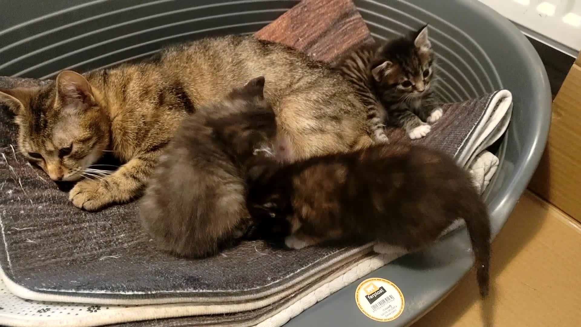 Mixed Breed cats for sale: 4 gorgeous little kitten looking for homes  - Video 2