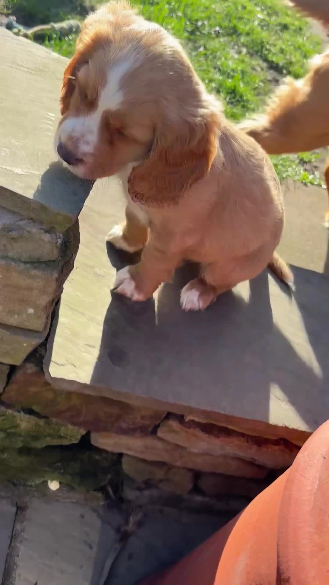 Cocker Spaniel dogs for sale: Cocker spaniels puppy’s  in Rotherham - Video 1