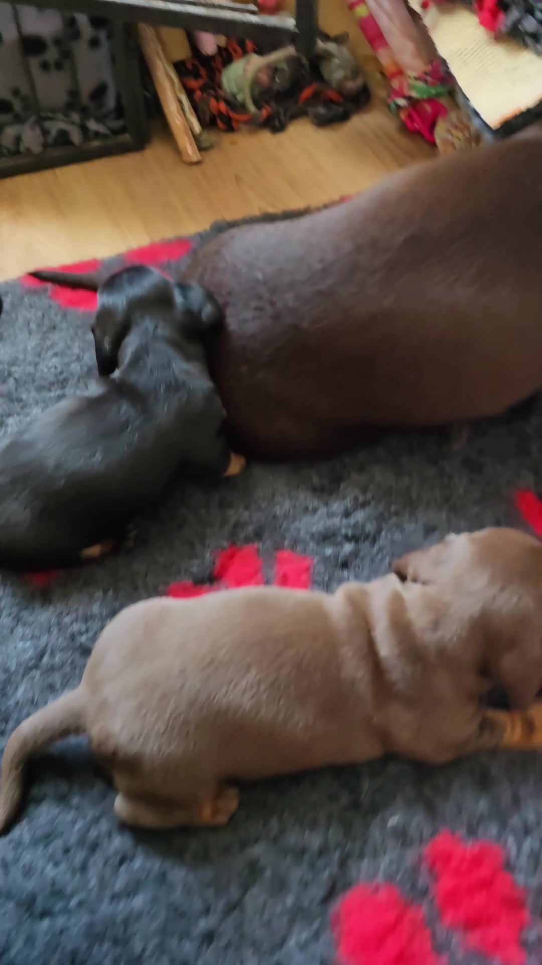 Miniature Dachshund dogs for sale: Miniature Dachshund Smooth - Video 4