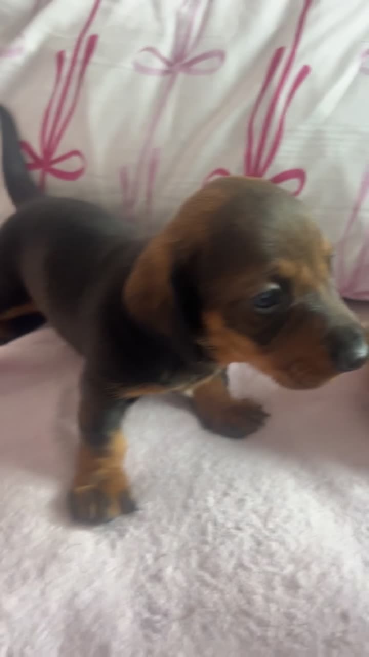 Dachshund dogs for sale: 3 gorgeous dachshund puppieS in Houghton le Spring - Video 1