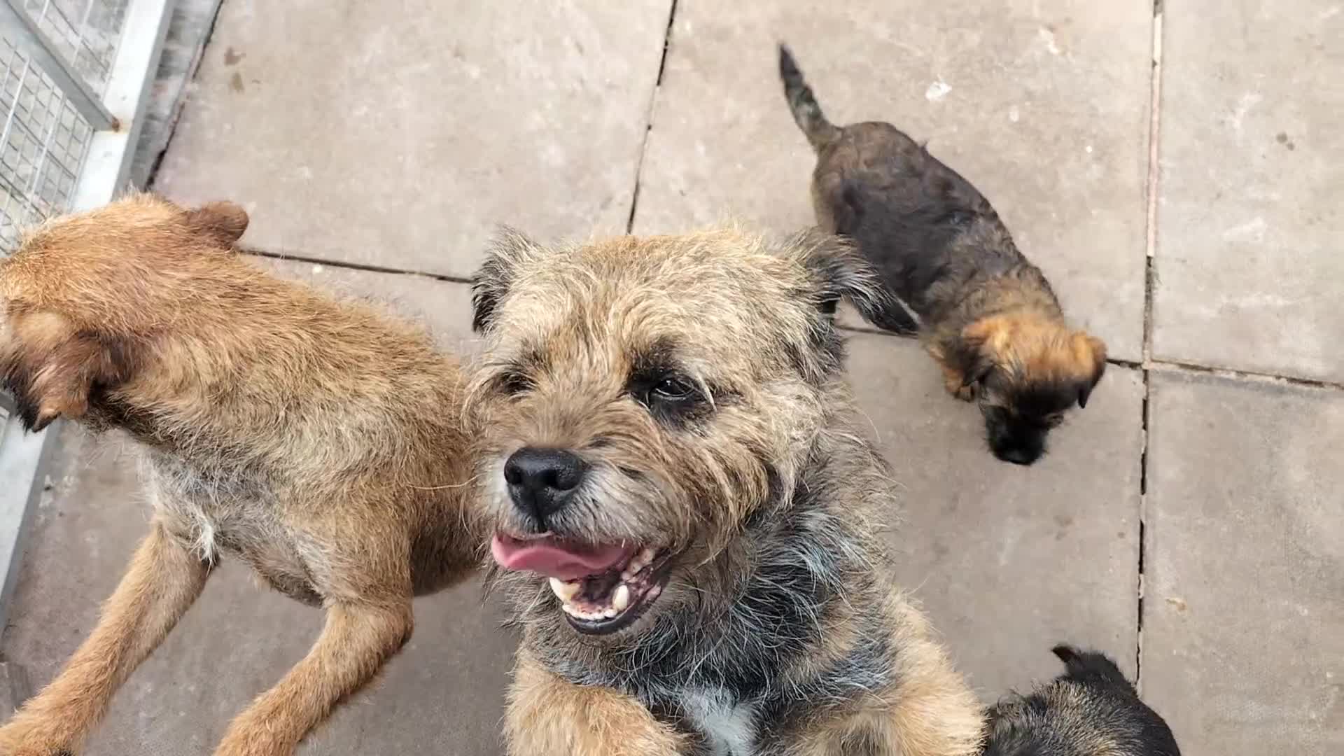 Border Terrier dogs for sale: BOY/DOG Grizzle & Tan Border terrier puppies.  - Video 1