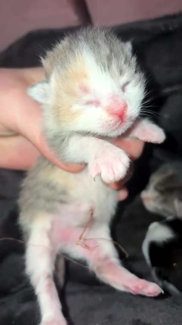 Mixed Breed cats for sale: Kittens in Derby - Video 4