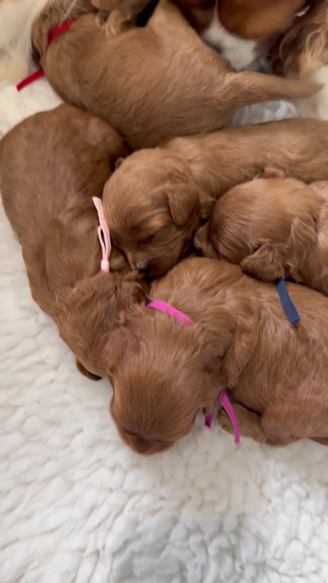 Cavapoo dogs for sale: F1 Health Tested Toy Cavapoos - Video 3