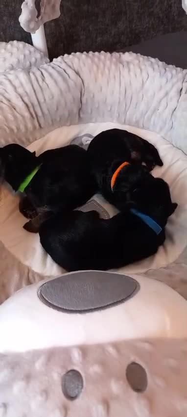 German Shepherd dogs for sale: Excellent Long-Haired German Shepherd Puppies-KC - Video 4