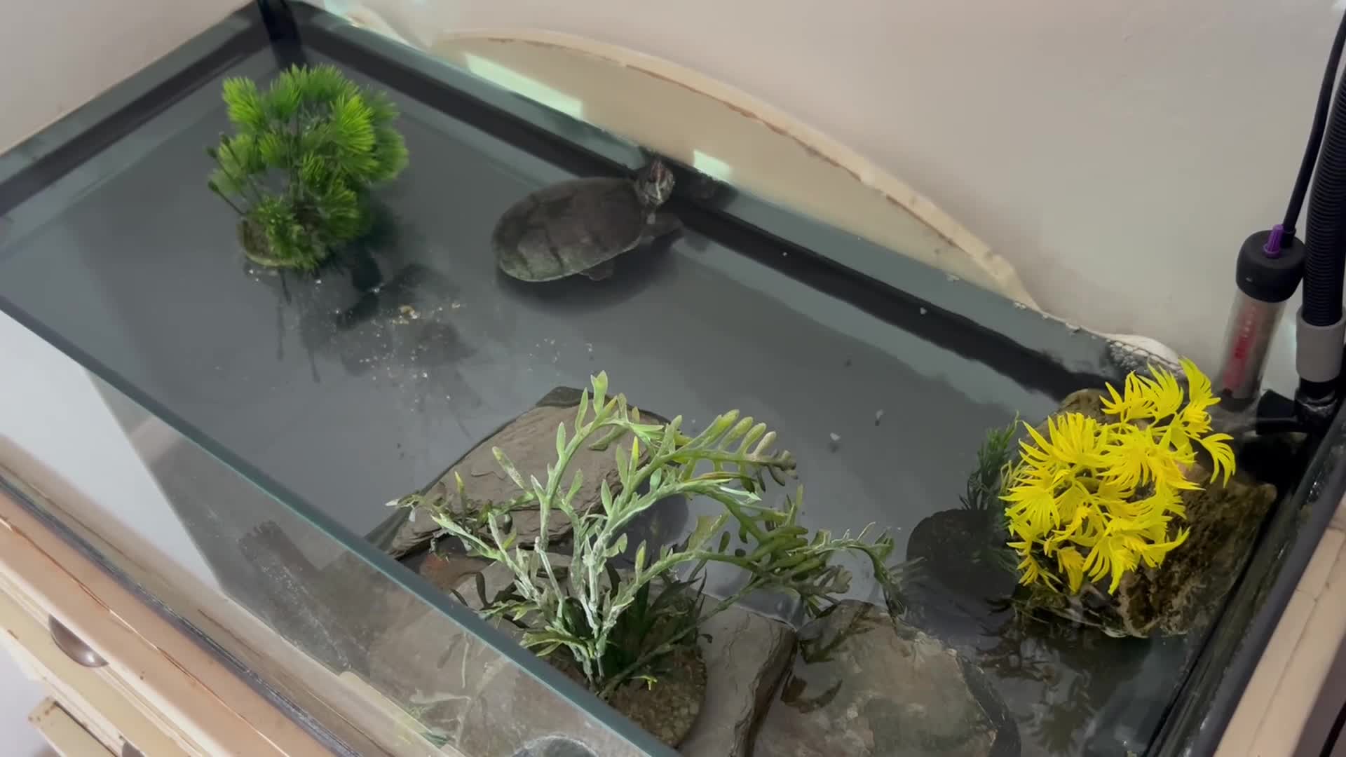 Turtle reptiles for sale: Musk turtle, large tank, filter  - Video 2