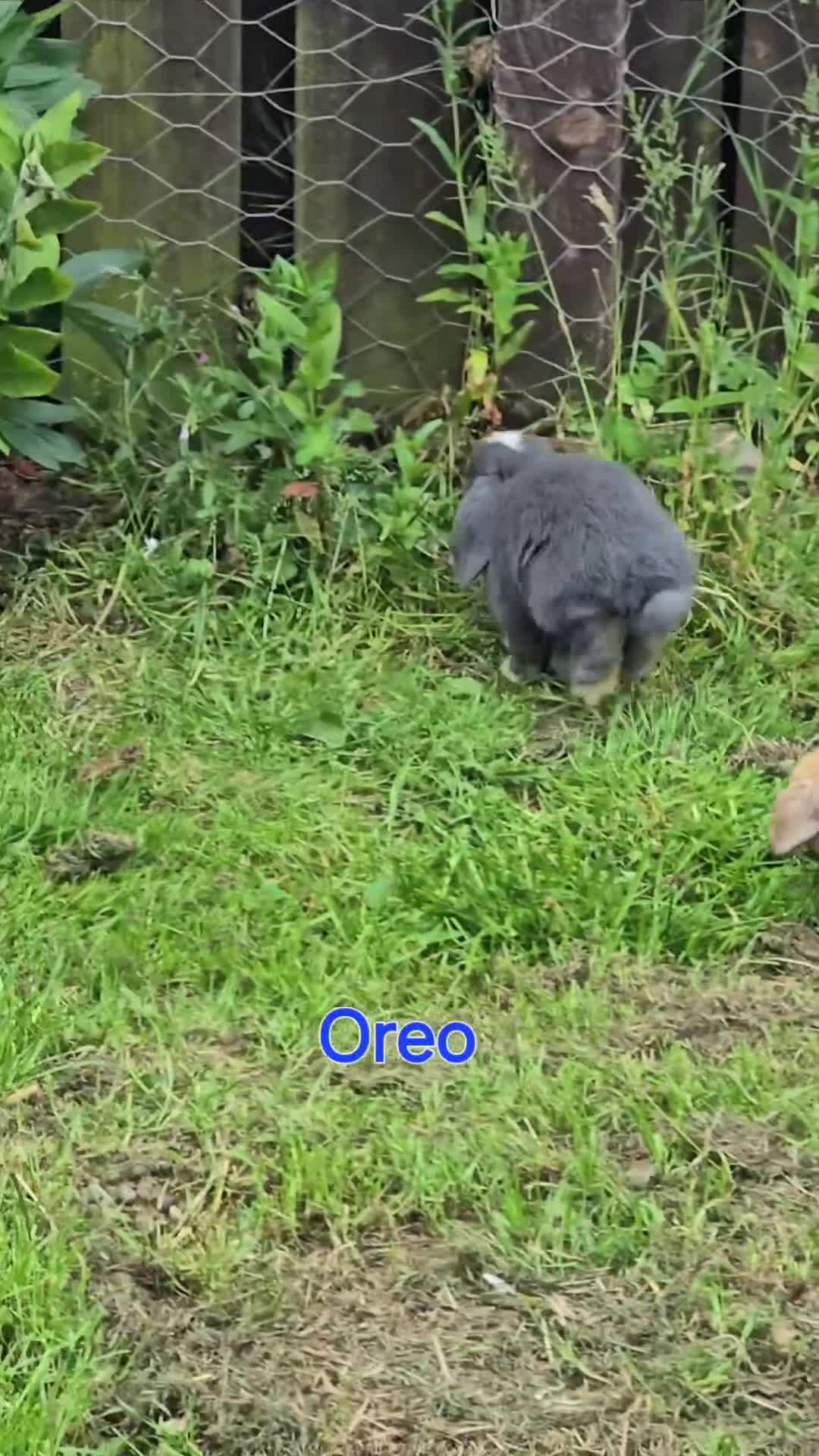 Mini Lop rabbits for sale: Beautiful mini lops x10 - Video 1