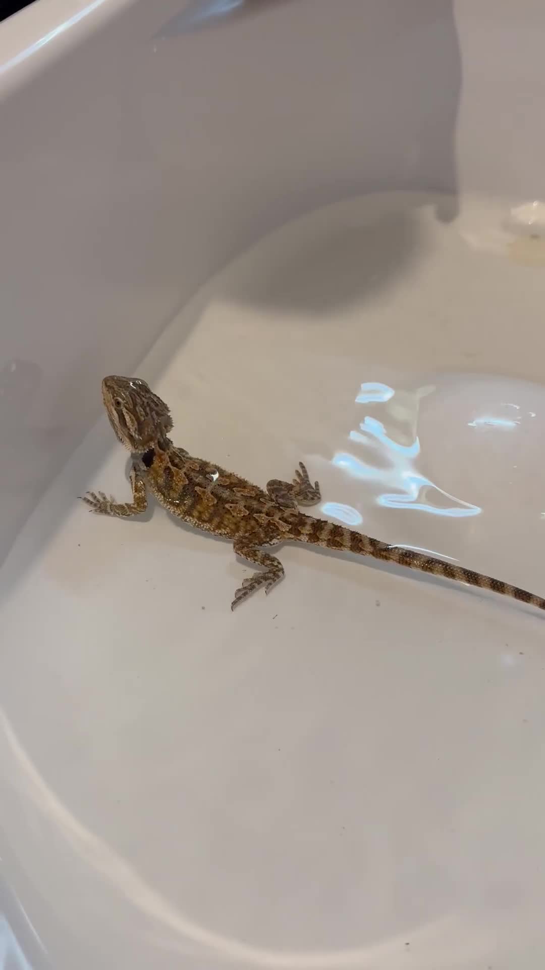 Bearded Dragon reptiles for sale: 18 week old bearded dragon  - Video 3