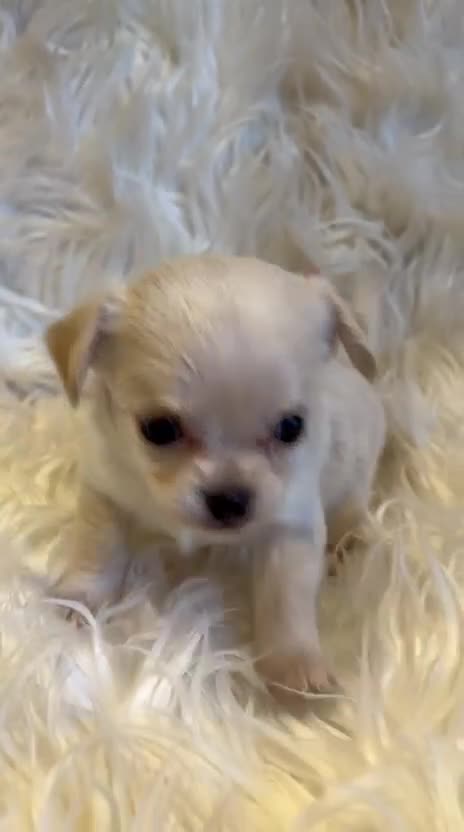 Chihuahua dogs for sale: KC Regd Chihuahua Pups parents fully health tested - Video 4