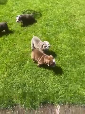 English Bulldog dogs for sale: Bulldogs - Video 1