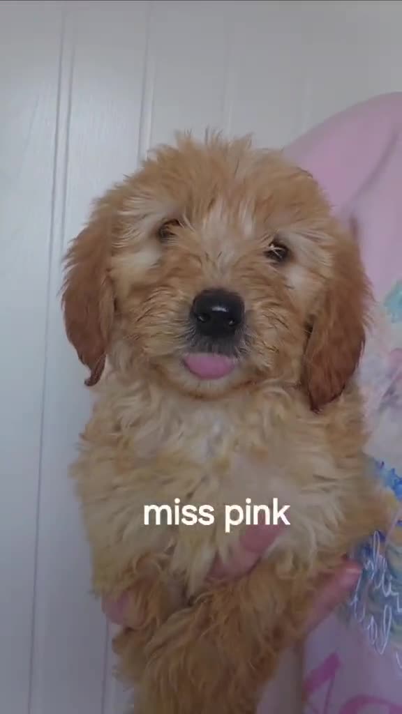 Goldendoodle dogs for sale: 7 outstanding miniature f1b goldendoodle  - Video 4