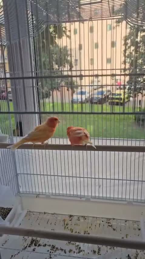Canaries birds for sale: 2 cannaries - Video 1