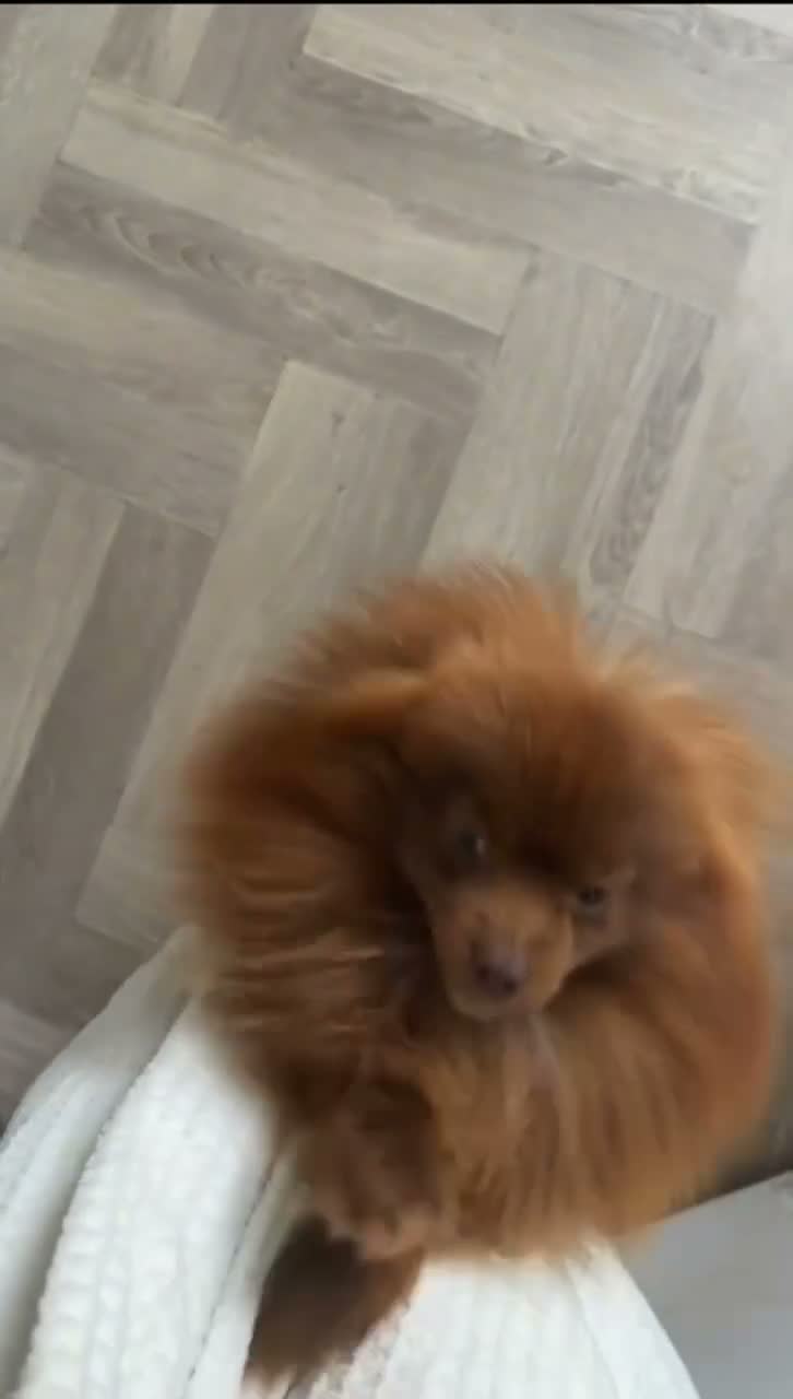 Pomeranian dogs for stud: Exceptional chocolate teddy coat Pomeranian stud - Video 2