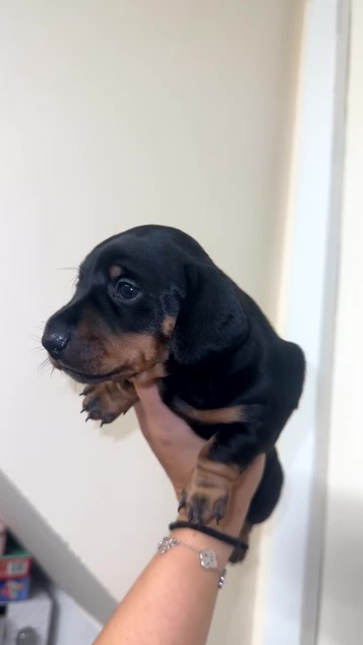 Miniature Dachshund dogs for sale: Miniature dachshund  - Video 2