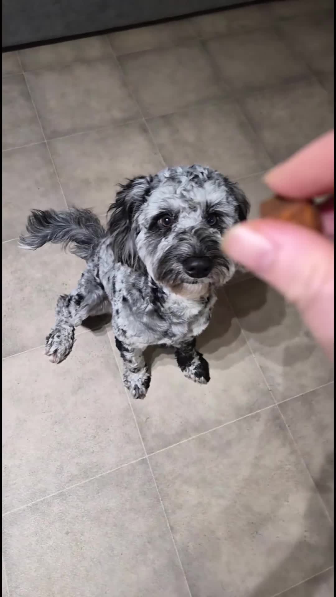 Cockapoo dogs for stud: Merle cockapoo stud - Video 1