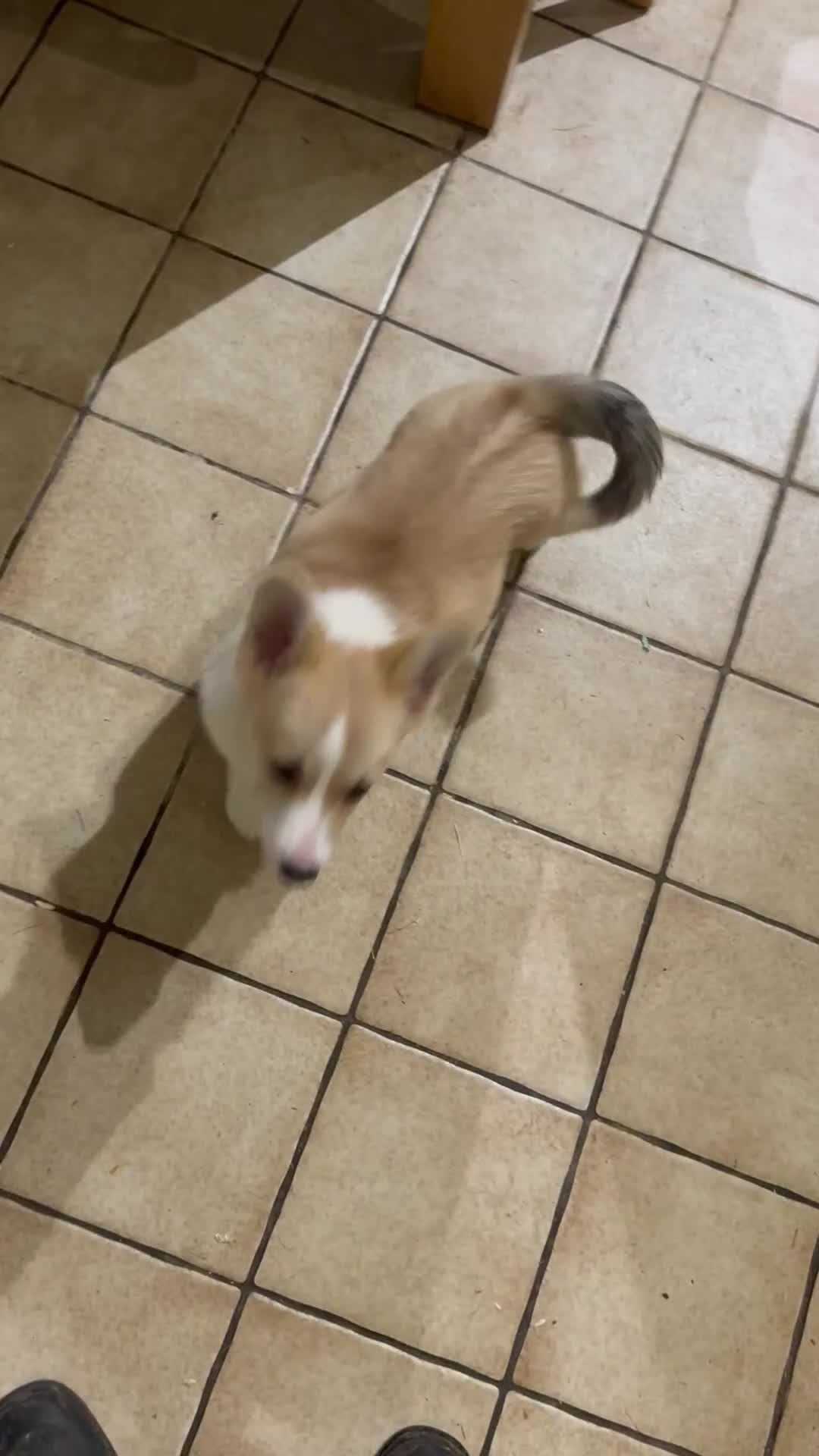 Welsh Corgi Pembroke dogs for sale: Absolutely gorgeous Corgi Puppy  - Video 1