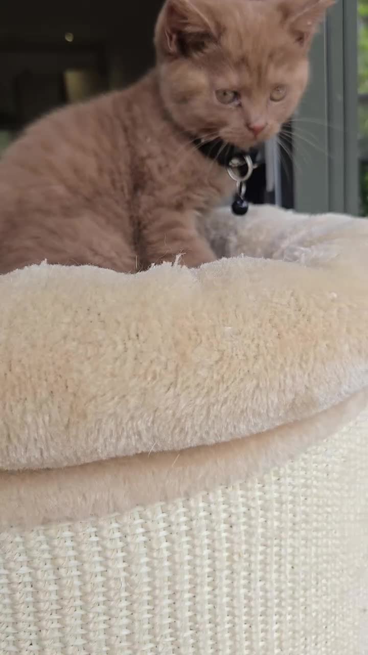British Shorthair cats for sale: RARE! British Shorthair Kittens Cinnamon & Fawn in London - Video 2