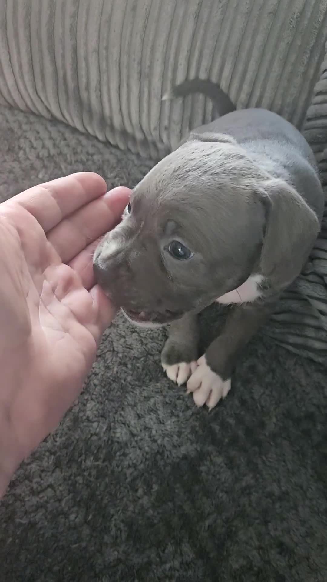 Mixed Breed dogs for sale: Mix Staffy puppies  - Video 2