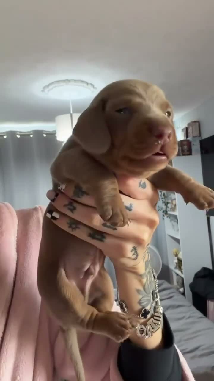 Miniature Dachshund dogs for sale: Beautiful isabella and tan miniture dachshunds  - Video 4