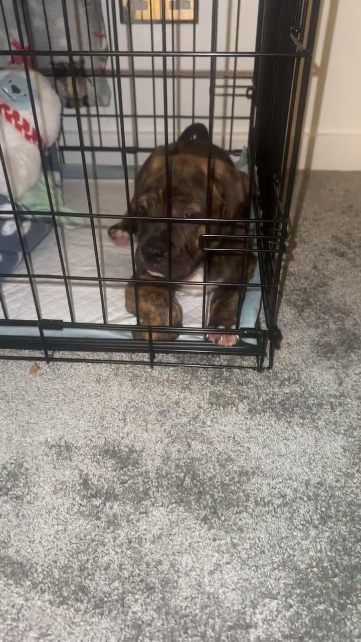 Mixed Breed dogs for sale:  American Bulldog x French Mastiff puppy for sale  - Video 2