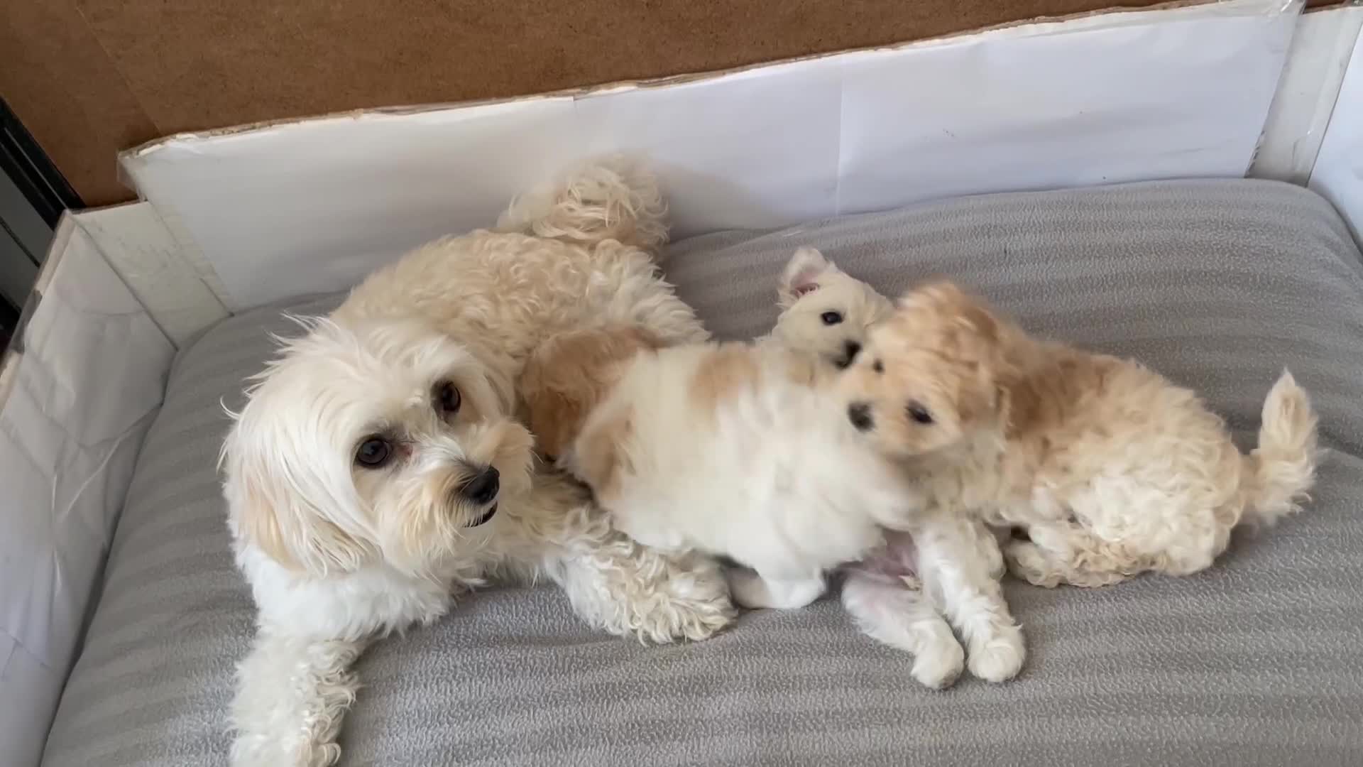 Maltipoo dogs for sale: Tiny F1B Korean maltipoos  - Video 1