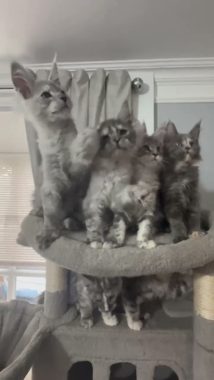 Maine Coon cats for sale: Beautiful tica registered mainecoon babies  - Video 1