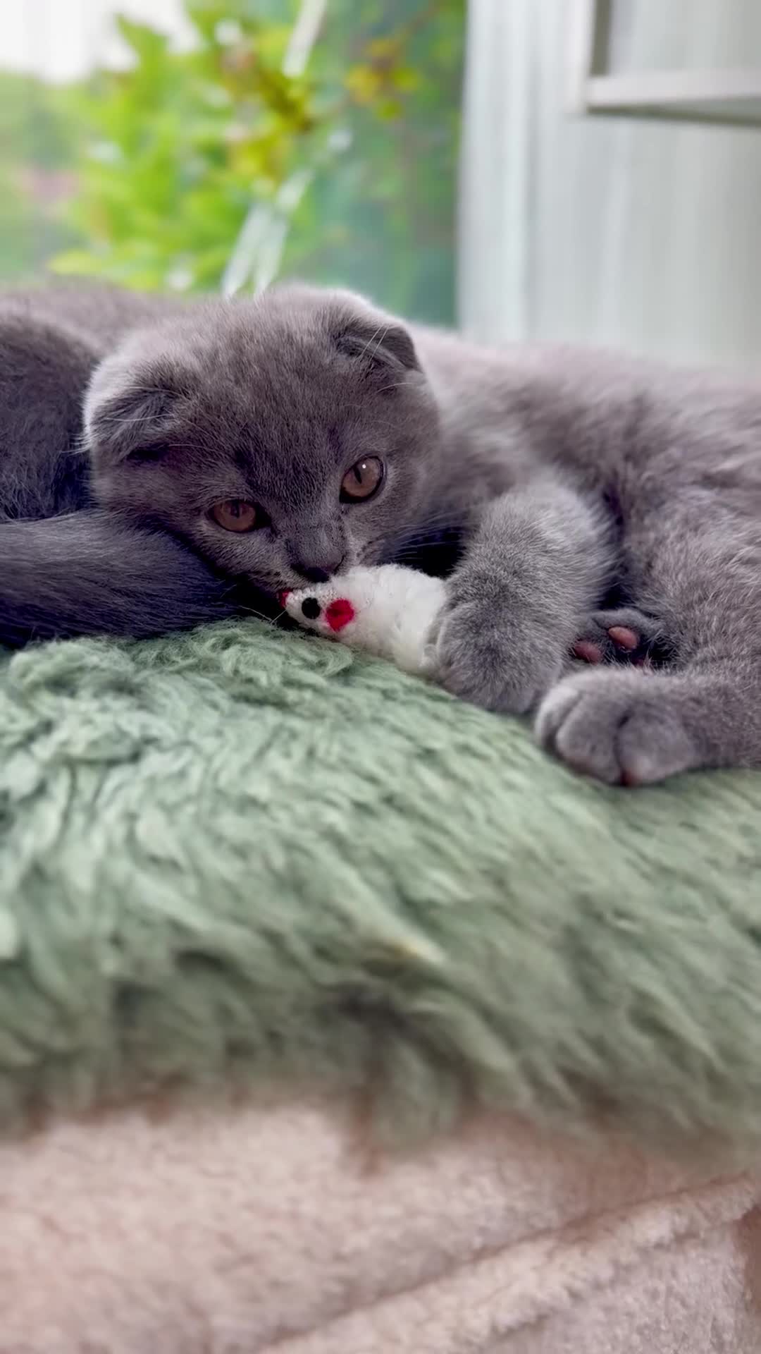 Scottish Fold cats for sale: Beautiful Scottish kitties are looking for a home  - Video 4