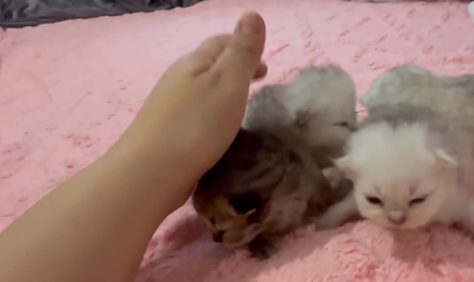 Persian cats for sale: Persian chinchilla kittens  - Video 1