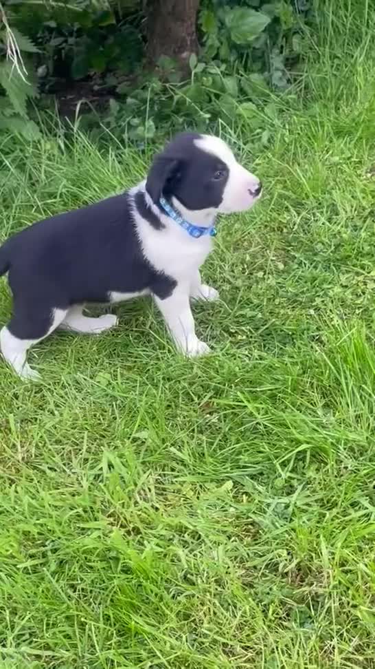 Mixed Breed dogs for sale: Lovely litter of fluffy Sprockers - Video 2