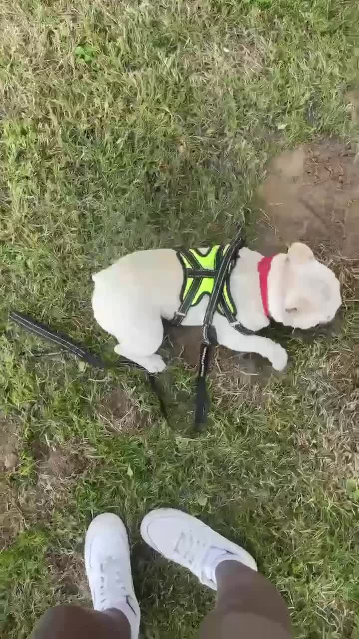 French Bulldog dogs for sale: Blanco ❤️ lovely boy looking for new home 😇 - Video 2