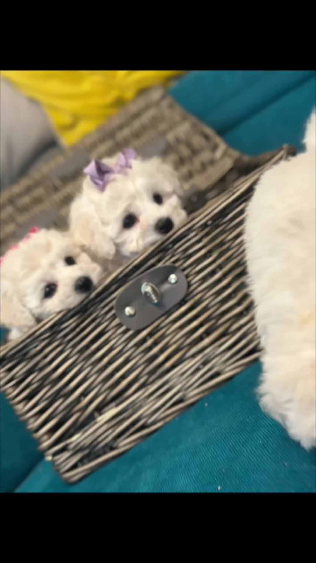 Bichon Frise dogs for sale: ✨ Bichon Frisé Puppies from Champion Bloodlines ✨ - Video 4