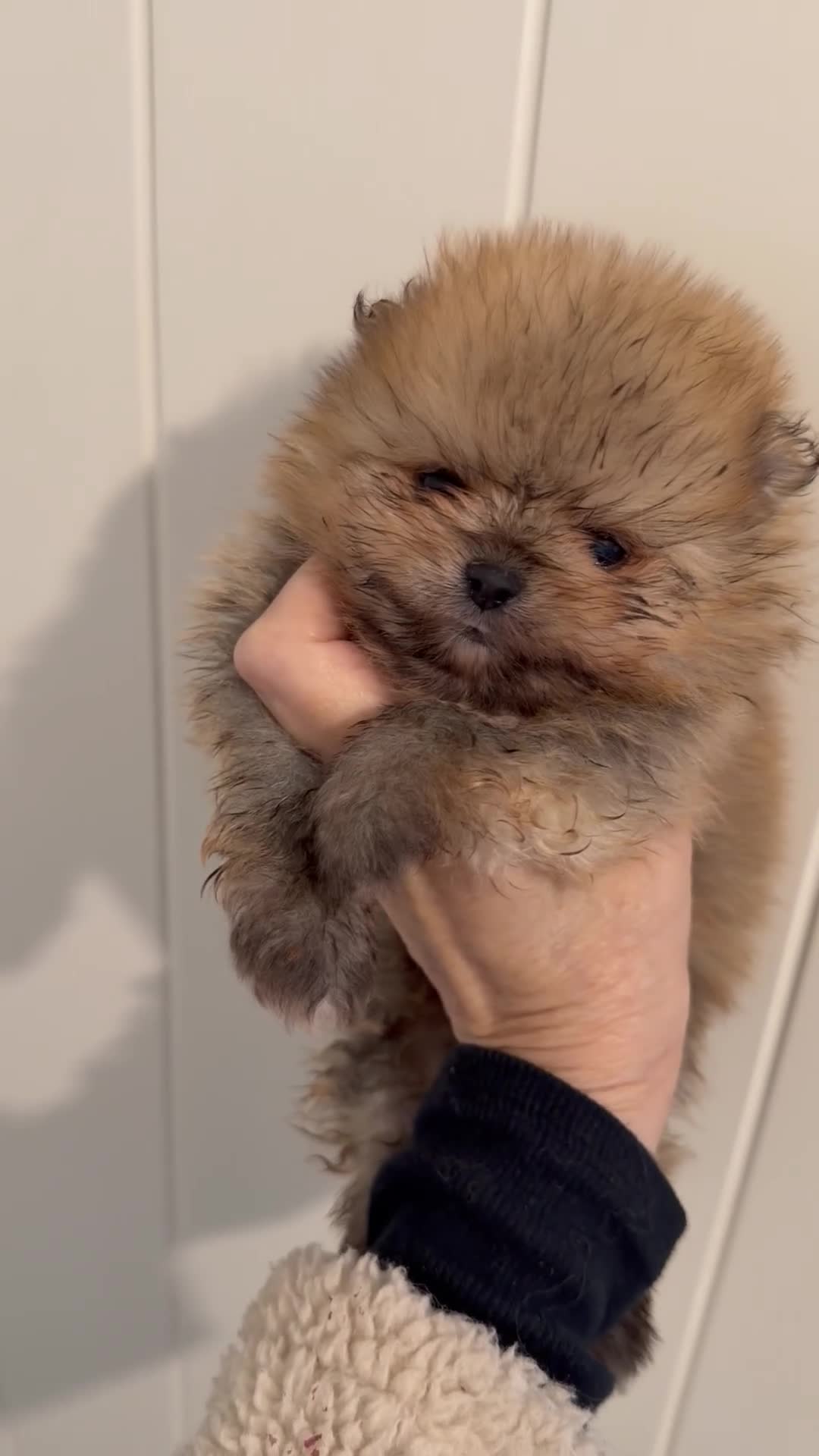 Pomeranian dogs for sale: Kc pomeranian puppies  - Video 2