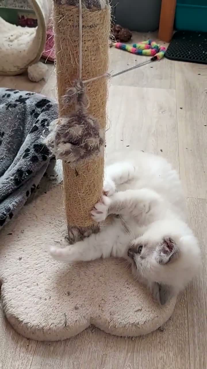 Ragdoll cats for sale: RAGDOLL BOY BLUE POINT BLUE EYES  - Video 2