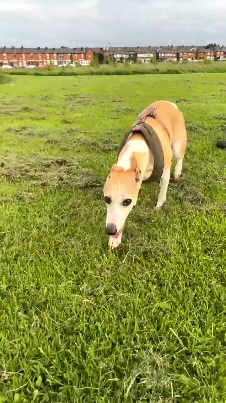Italian Greyhound dogs for sale: 5 STUNNING WIGGYS - Video 2