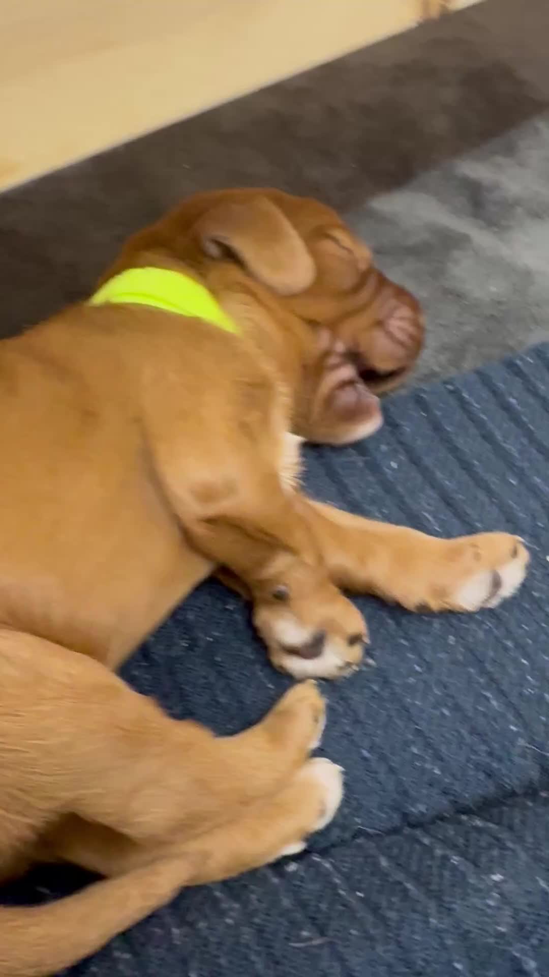 Cockapoo dogs for sale: Beautiful Deep Red Cockerpoo Litter Health Checked - Video 3