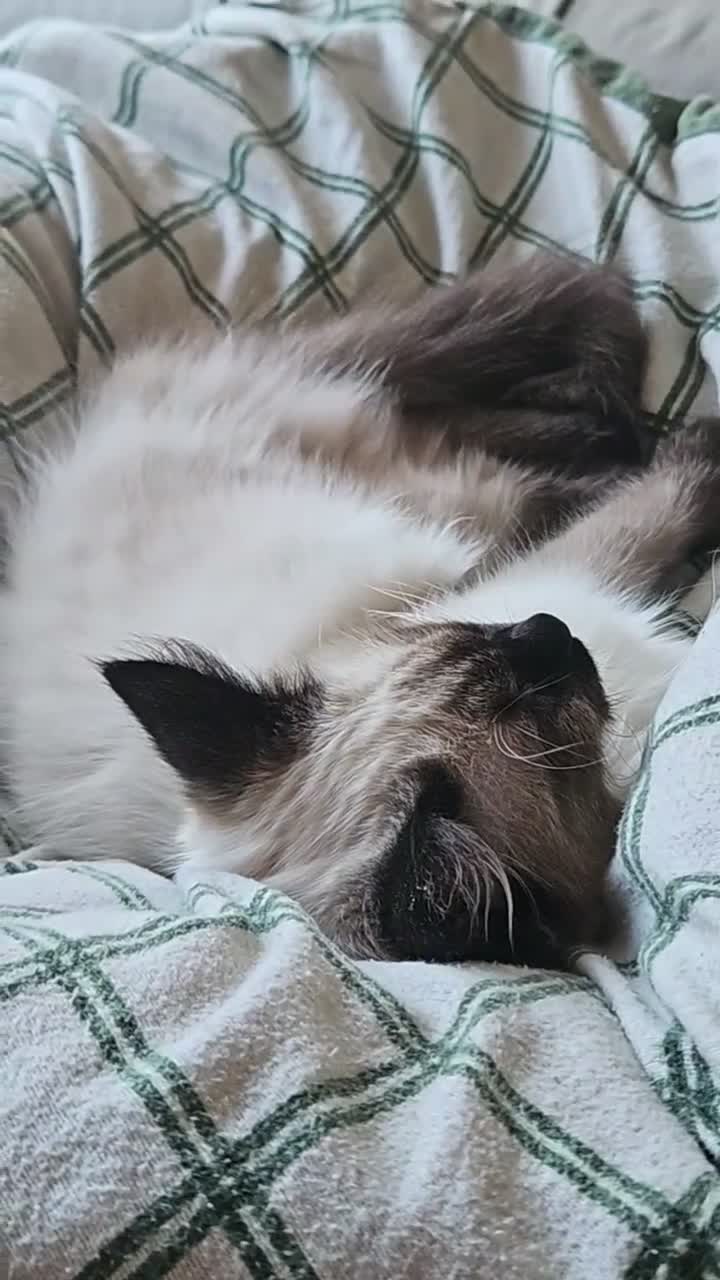 Ragdoll cats for sale: Beautiful ragdoll girl  - Video 1