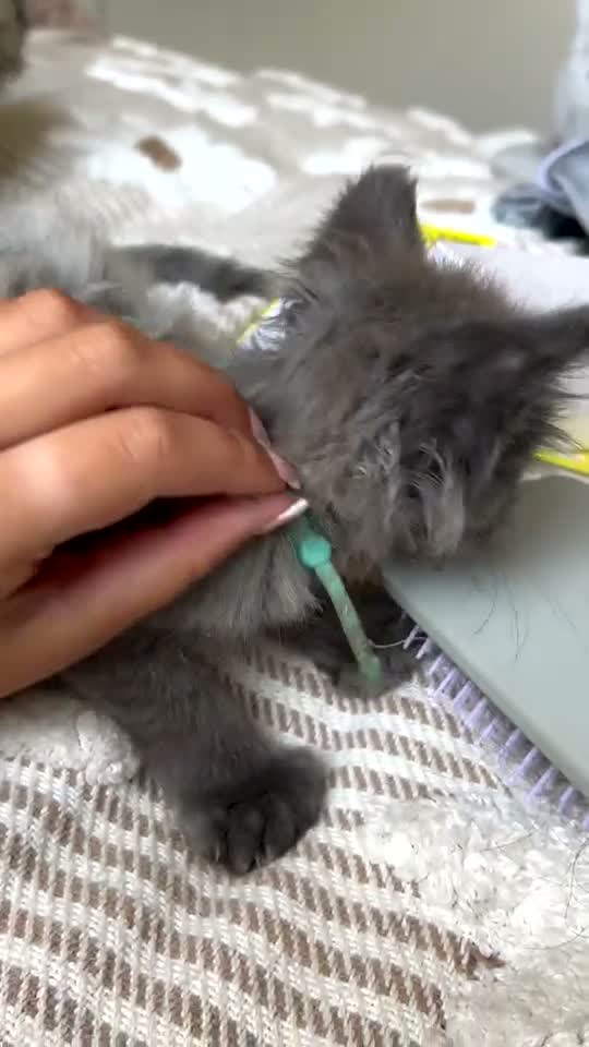 Maine Coon cats for sale: UPDATED - MAINE COON KITTENS. SOME POLYDACTYL  - Video 1